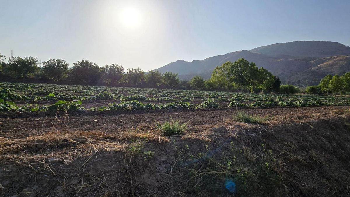 Land for sale in Onil, Alicante photo 1