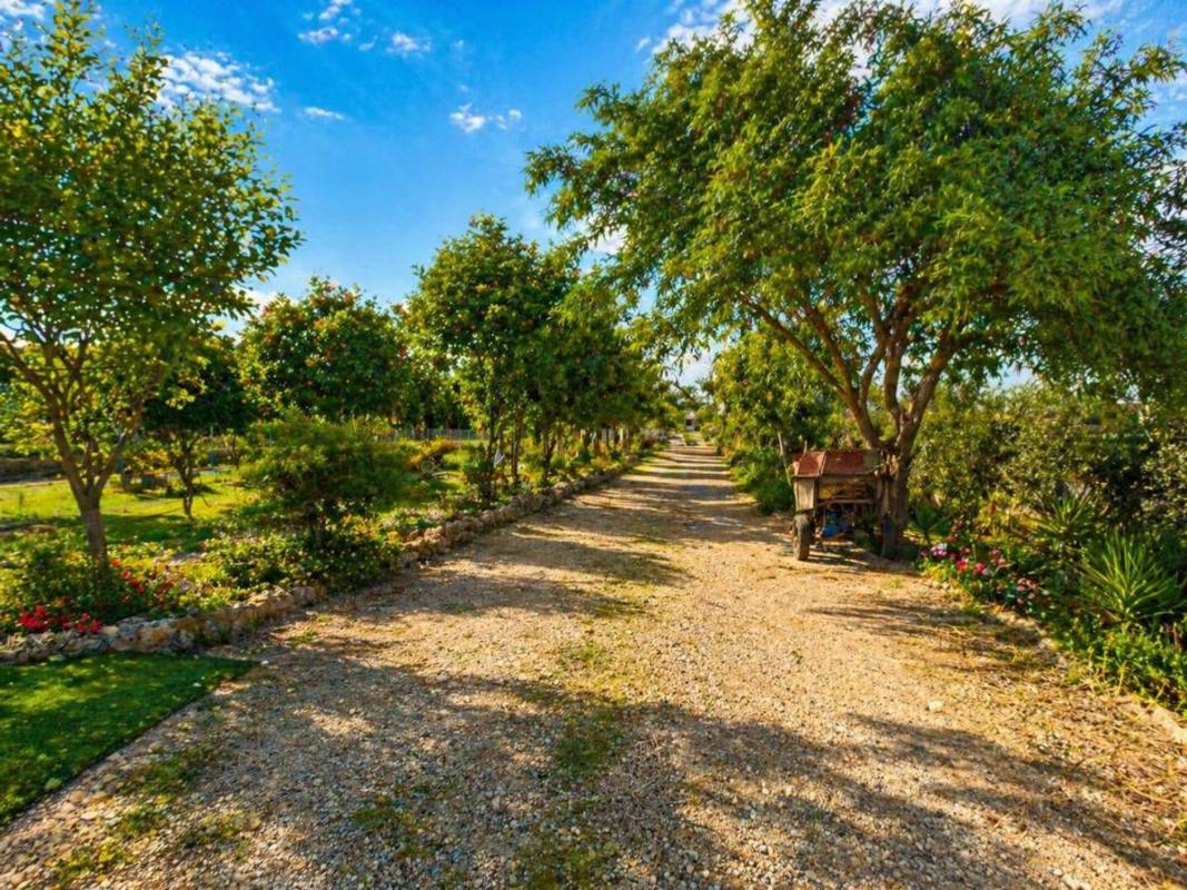 Terreno en venta en Catral, Alicante photo 4