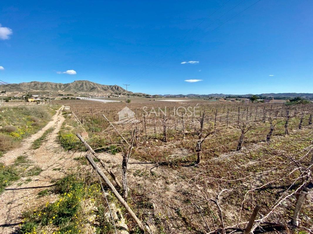Land for sale in Aspe, Alicante photo 4
