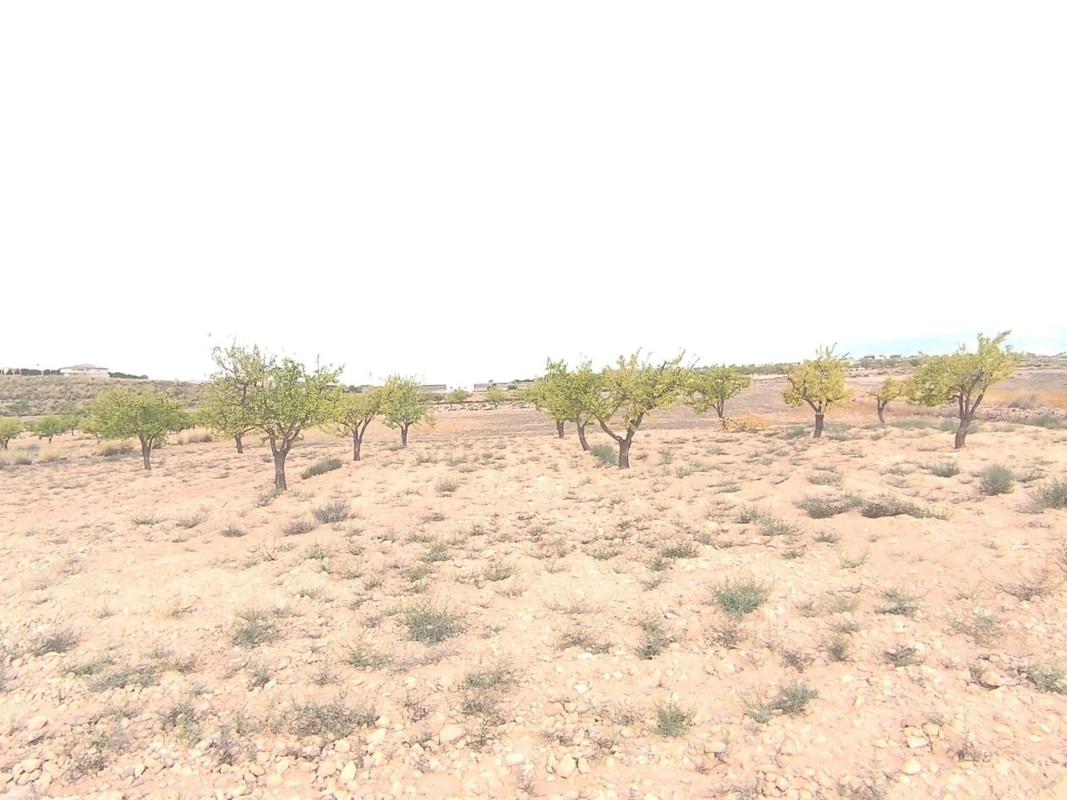 Terreno en venta en Pinoso, Alicante photo 1