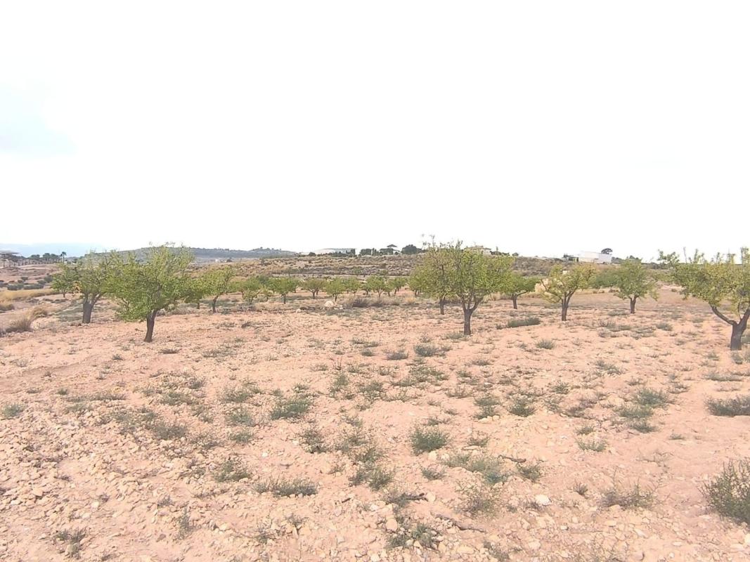 Terreno en venta en Pinoso, Alicante photo 5