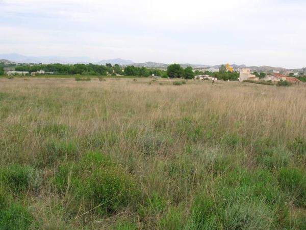 Terreno en Pedanías Oeste, Aspe photo