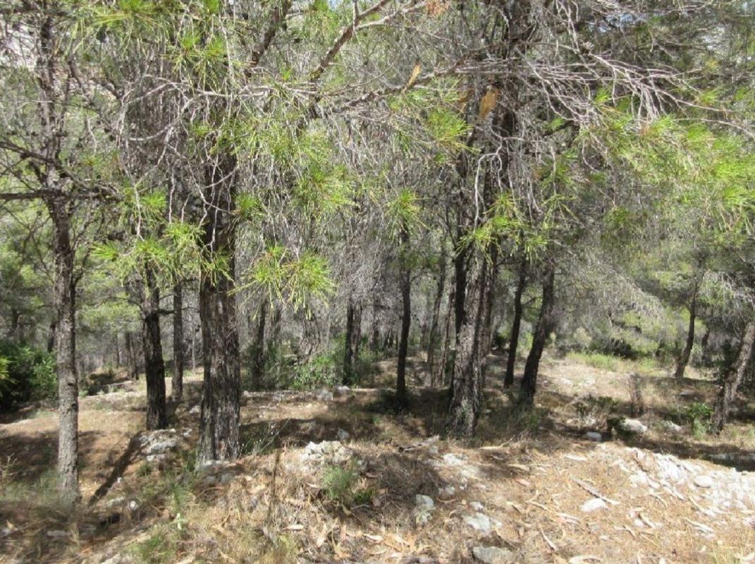 Terreno en venta en Altea, Alicante photo 5