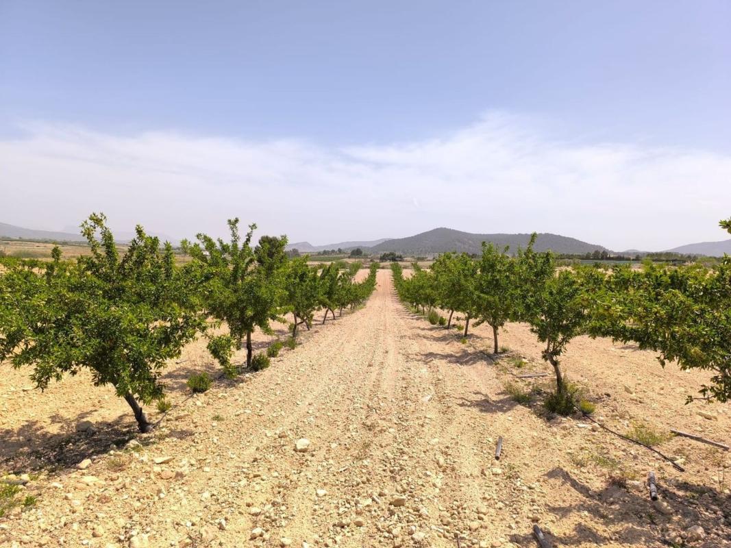Terreno en venta en Pinoso, Alicante photo 1