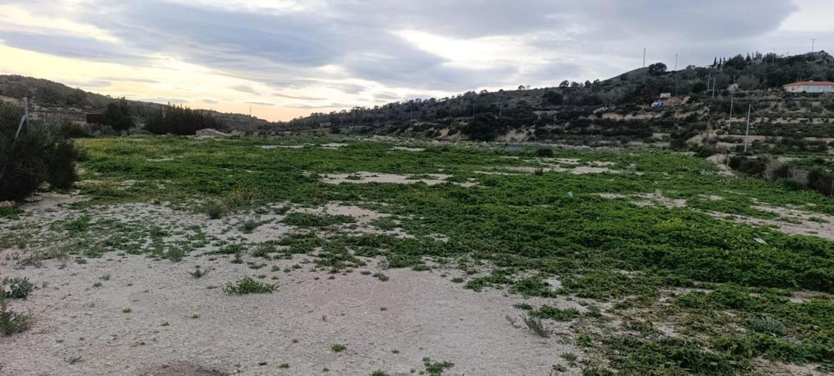Terreno en venta en Aspe, Alicante photo 2