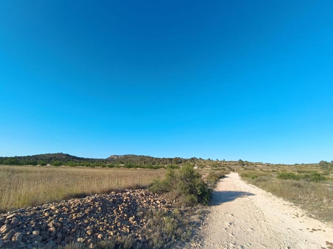 Land for sale in Monovar, Alicante photo 2
