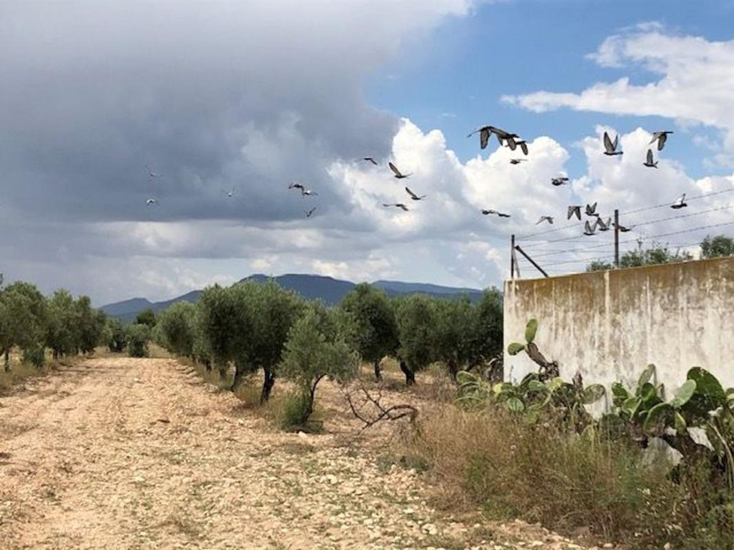 Działka na sprzedaż w Villena, Alicante photo 1