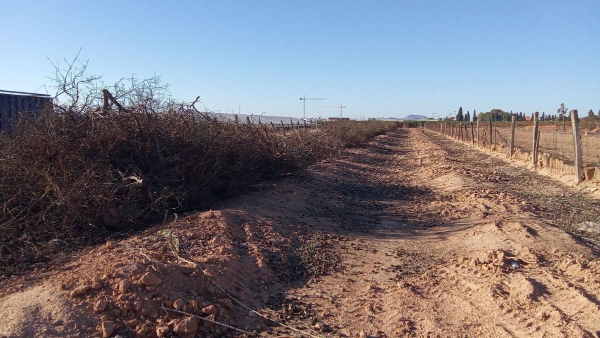 Land for sale in Pilar de la Horadada, Alicante photo 3