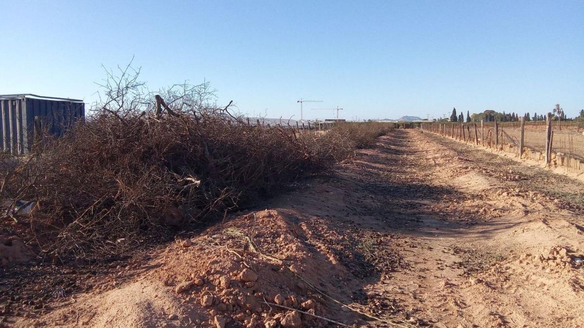 Land for sale in Pilar de la Horadada, Alicante photo 5