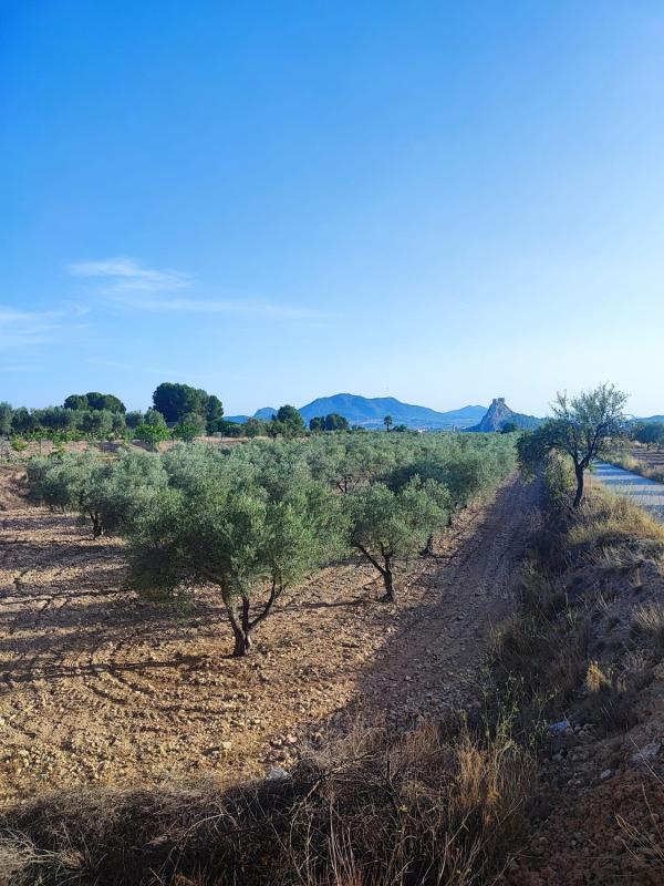 Terreno en venta en Sax, Alicante photo 2