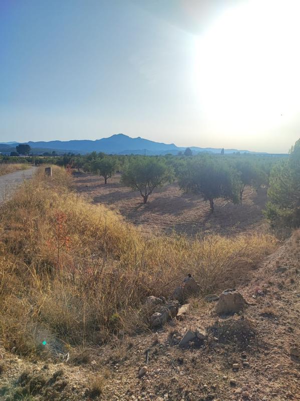 Terreno en venta en Sax, Alicante photo 5