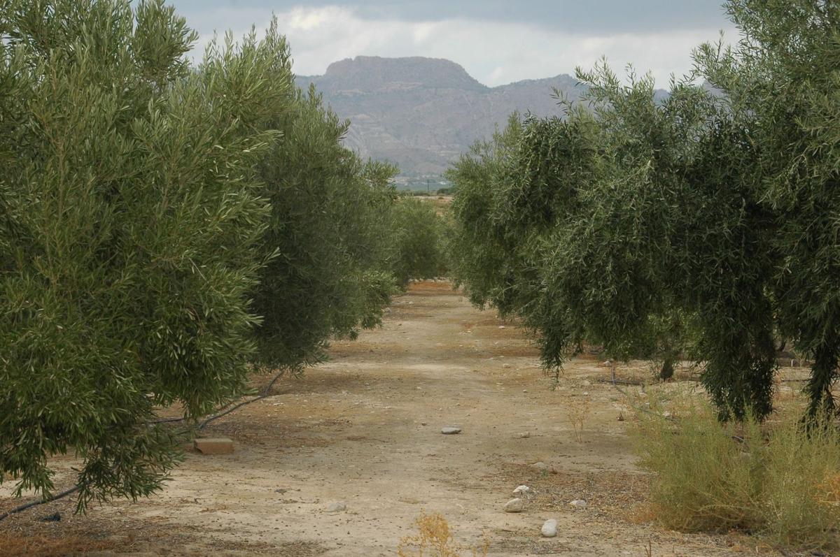Terreno en venta en Agost, Alicante photo 1
