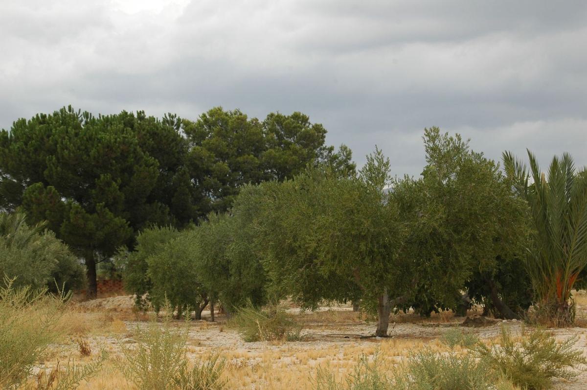 Terreno en venta en Agost, Alicante photo 2