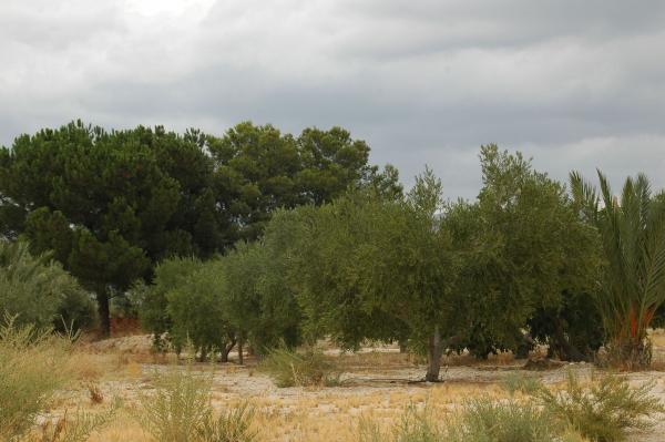 Terreno en Partida Sol del Camp, Agost thumbnail 2