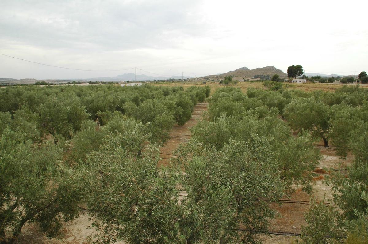 Terreno en venta en Agost, Alicante photo 3