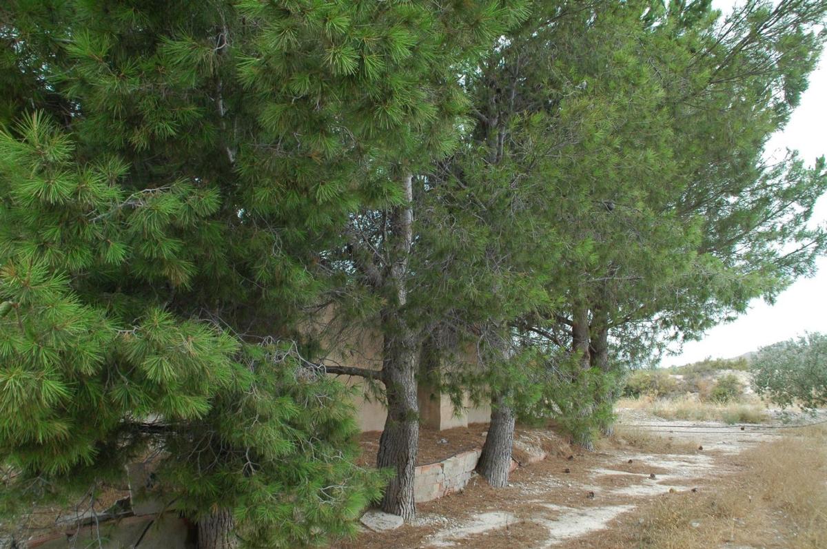Terreno en venta en Agost, Alicante photo 4