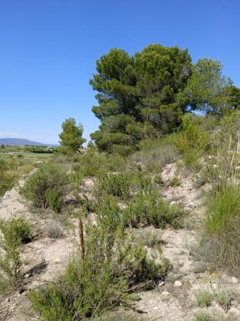 Terreno en caballusa, km 14, Pinoso thumbnail 3