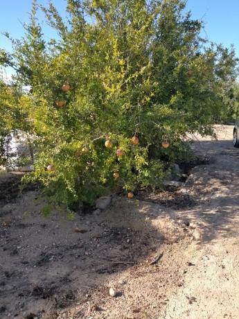 Terreno en La Marina, Elche / Elx photo 3