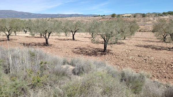 Terreno en Monovar photo 4
