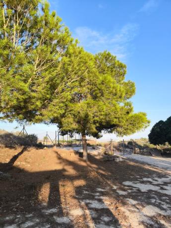 Terreno en Cv-951 s/n, Centro, San Miguel de Salinas thumbnail 2