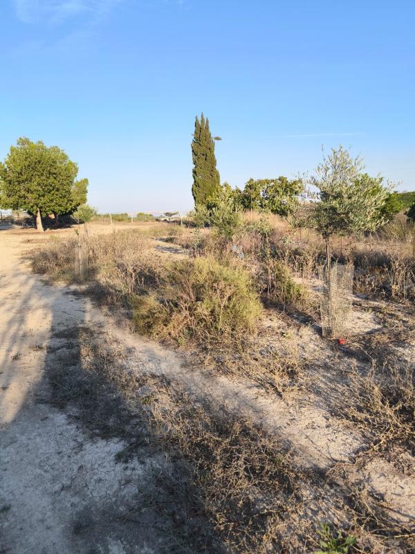 Terreno en venta en San Miguel de Salinas, Alicante photo 3