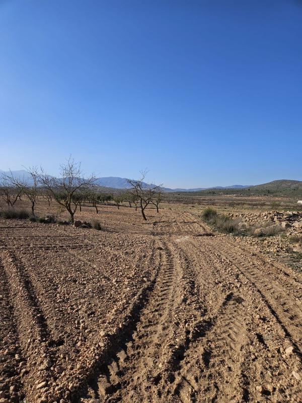 Terreno en venta en Pinoso, Alicante photo 2