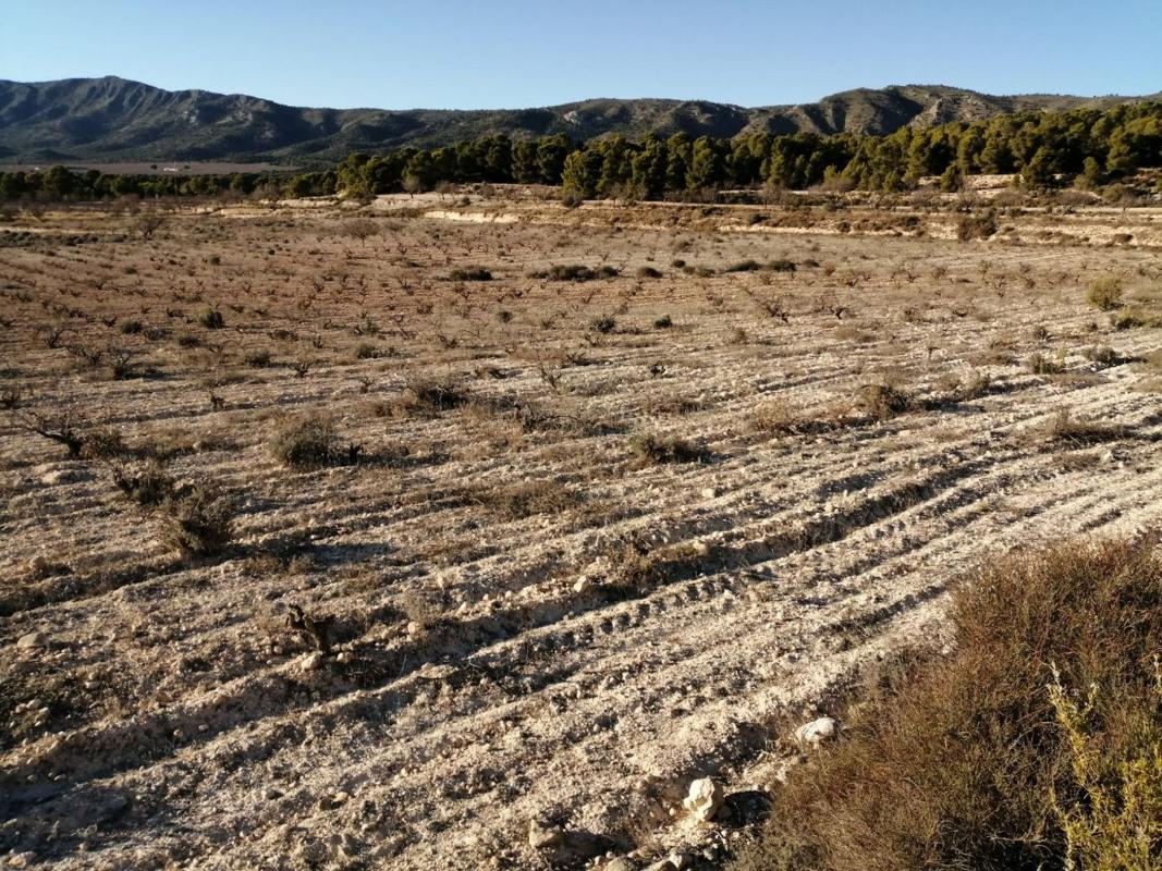 Terreno en venta en Monovar, Alicante photo 1