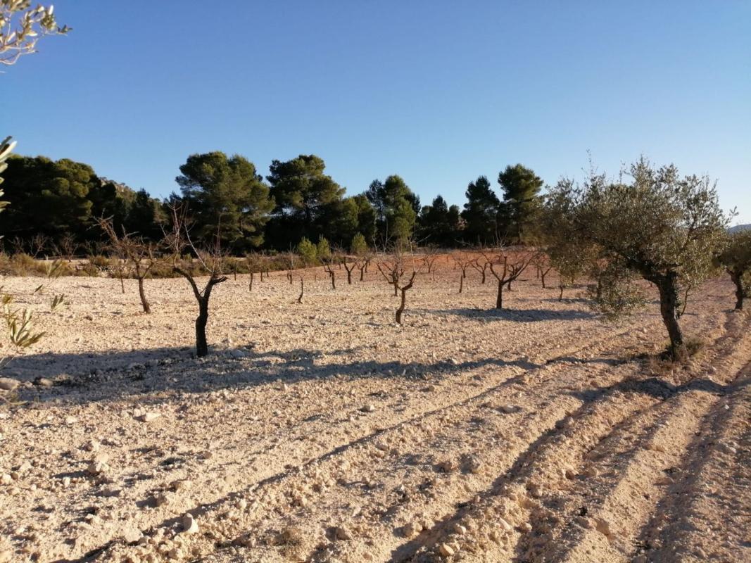 Terreno en venta en Monovar, Alicante photo 2