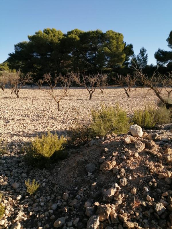 Terreno en venta en Monovar, Alicante photo 3