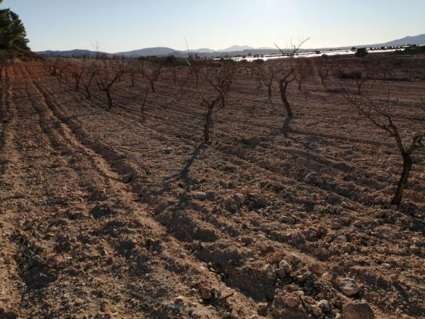 Terreno en Carretera les cañades de don ciro s/n, Monovar photo 4