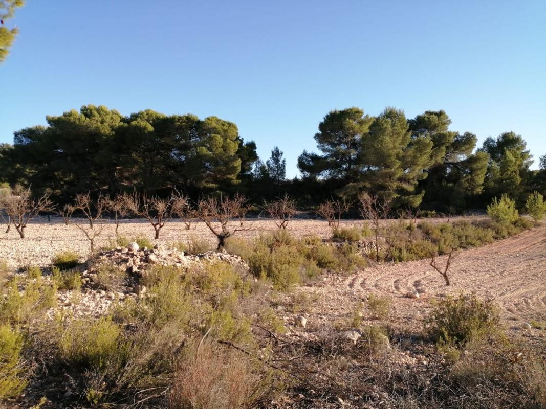 Terreno en venta en Monovar, Alicante photo 5