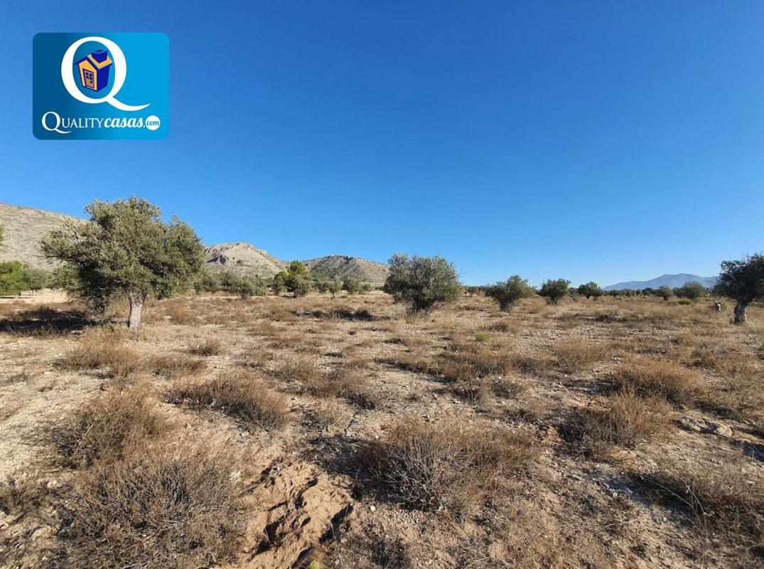 Terreno en venta en Elda, Alicante photo 3