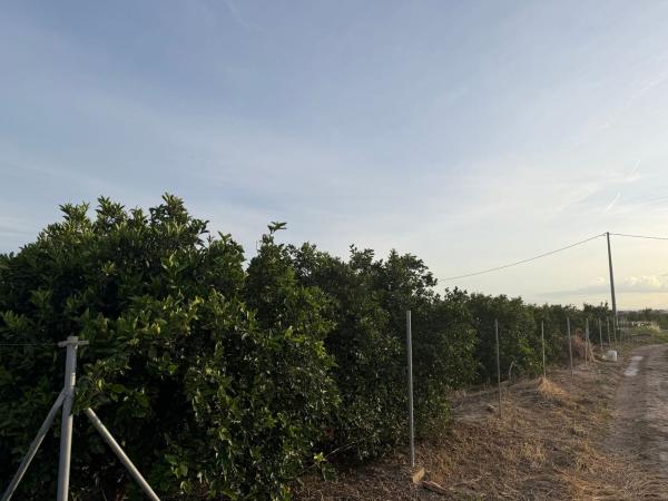 Terreno en Cv-91, 60 pol, Molins-Campaneta-San Bartolomé, Orihuela photo 1
