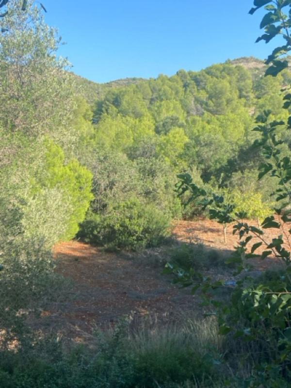 Terreno en venta en Denia, Alicante photo 5