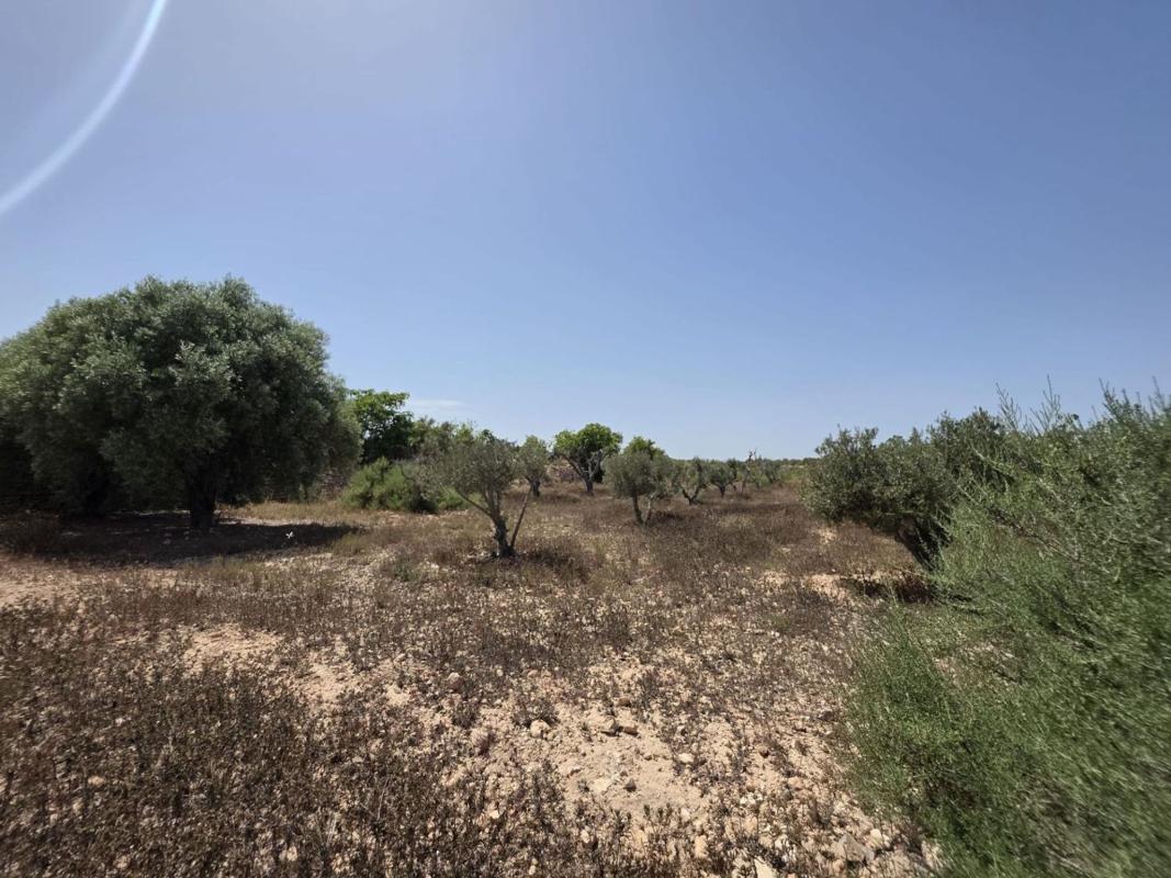 Terreno en venta en Elche / Elx, Alicante photo 2