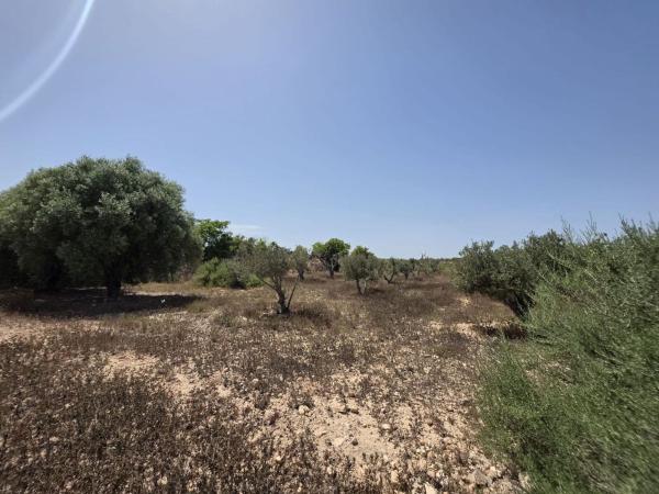 Terreno en El Altet - Balsares, Elche / Elx thumbnail 2