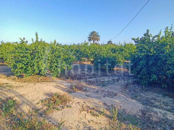 Terreno en Cv-945, 18, Los Montesinos photo 4
