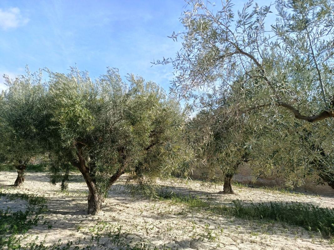 Działka na sprzedaż w Elche / Elx, Alicante photo 1