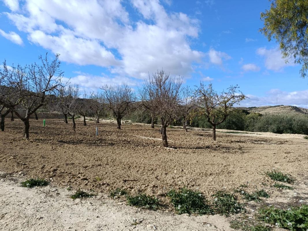 Działka na sprzedaż w Elche / Elx, Alicante photo 2