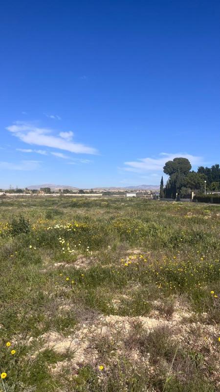 Działka na sprzedaż w Elche / Elx, Alicante photo 5