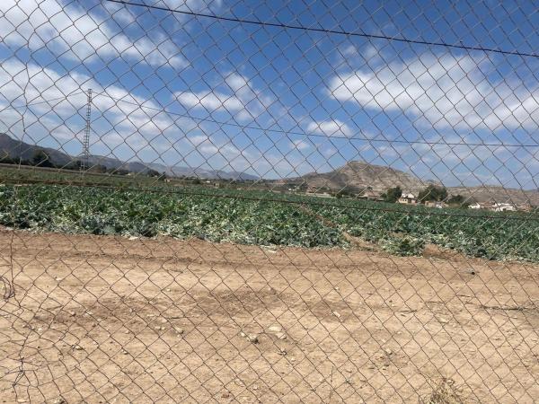 Terreno en Pedanías Oeste, Aspe photo 2