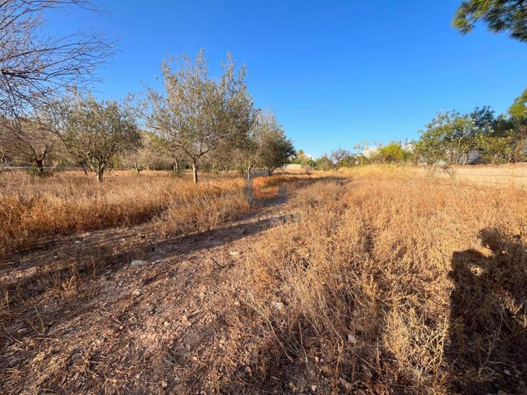 Terreno en venta en San Vicente del Raspeig, Alicante photo 5