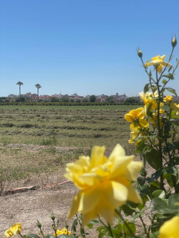 Land for sale in Dolores, Alicante photo 1