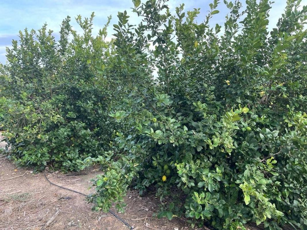 Участок земли на продажу в Эльче / Эльх, Аликанте photo 2