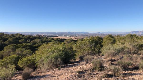 Terreno en Calle Pantano de Elche, 137, San Fulgencio thumbnail 2