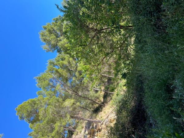 Terreno en Calle la Guatla, 32, Altea la Vella, Altea thumbnail 3