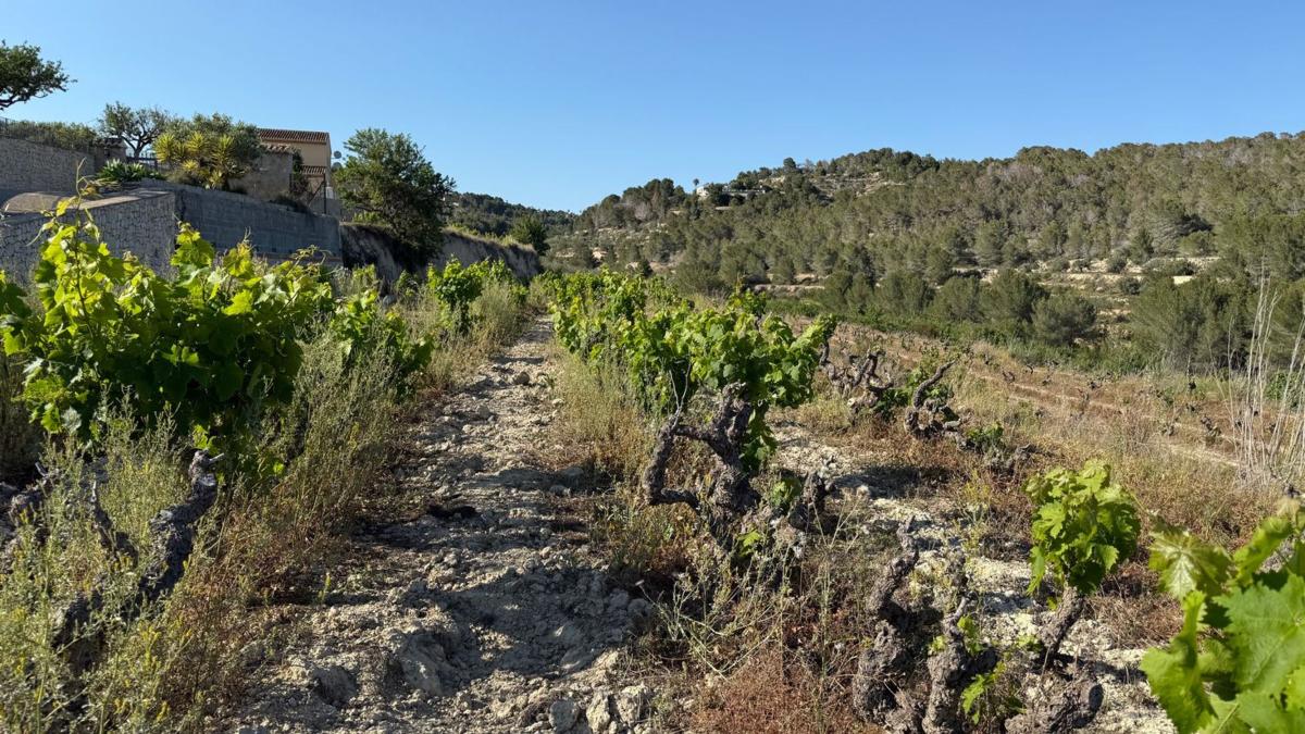 Terreno en venta en Benissa, Alicante photo 5