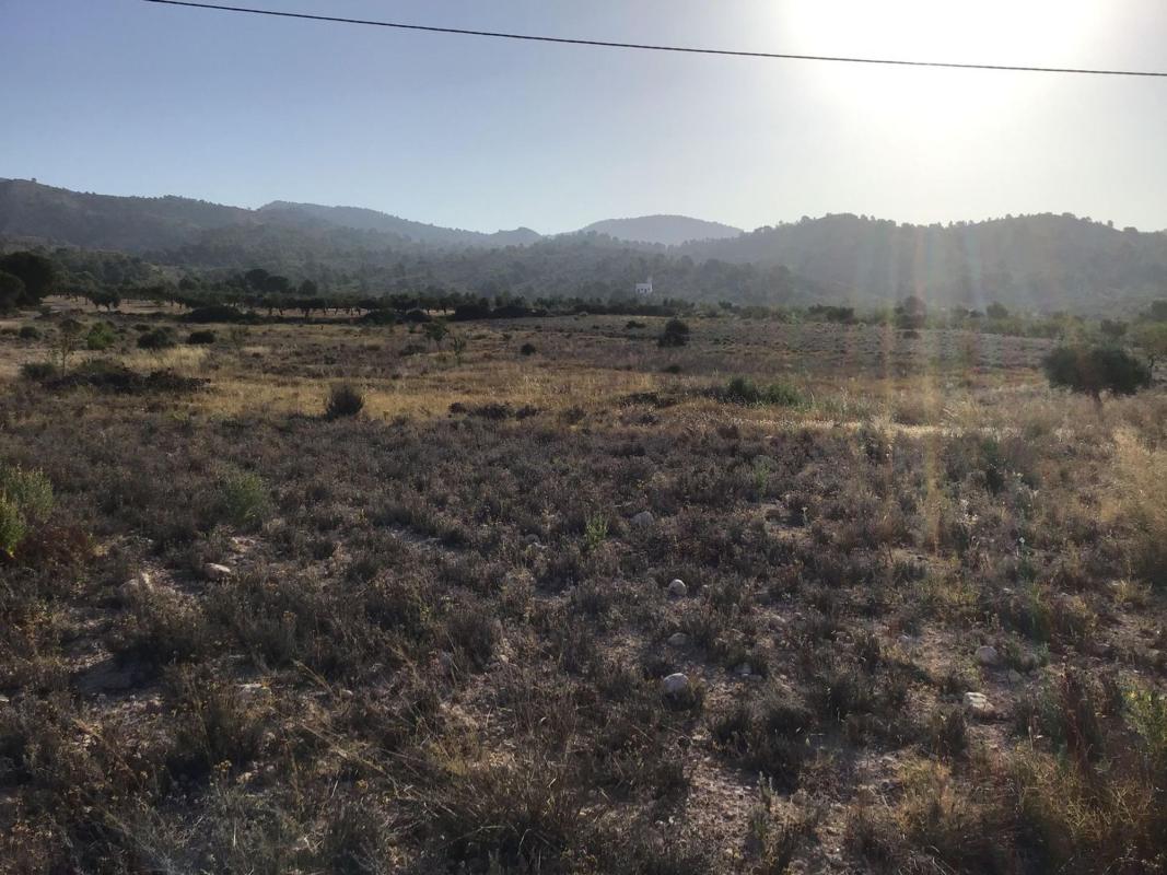 Terreno en venta en Sax, Alicante photo 2
