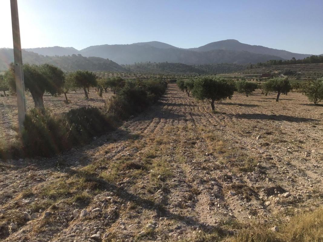 Terreno en venta en Sax, Alicante photo 5