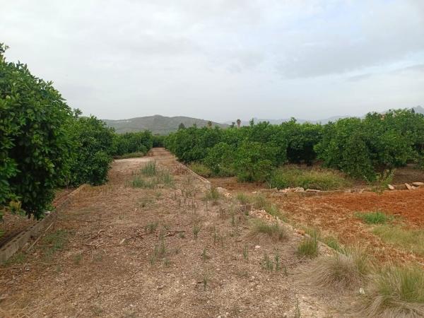 Terreno en Camino de Matoses s/n, Centro, Pedreguer photo 1